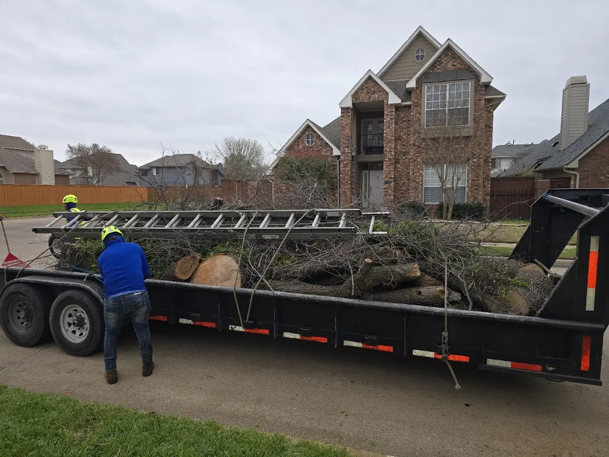 Expert Tree Removal with proper safety equipment in Thornton